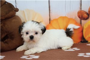 Harmony - Shih Tzu for sale