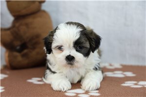 Bianca - Shih Tzu for sale