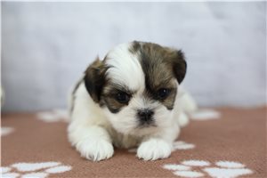 Violet - Shih Tzu for sale
