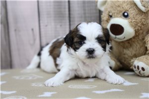 Trent - Shih Tzu for sale