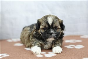 Victor - Shih Tzu for sale