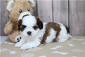 Matches - Shih Tzu for sale