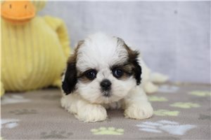 Jessica - Shih Tzu for sale
