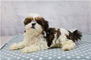 Tori - Shih Tzu for sale