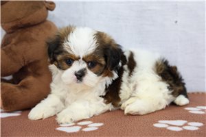 Tori - Shih Tzu for sale