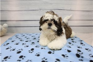 Bard - Shih Tzu for sale