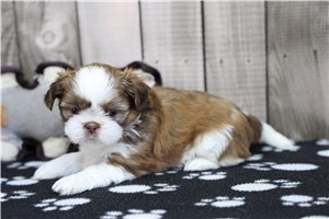 Misty - puppy for sale