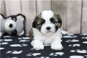 Mister - puppy for sale