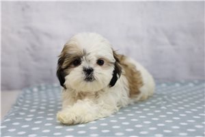 Stephanie - Shih Tzu for sale