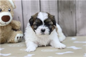 Titus - Shih Tzu for sale