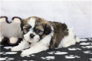 Cali - puppy for sale