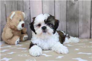 Bianca - Shih Tzu for sale