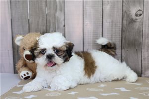 Brent - Shih Tzu for sale