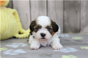 Dallas - Shih Tzu for sale