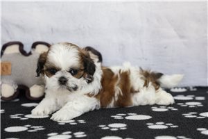 Commet - Shih Tzu for sale