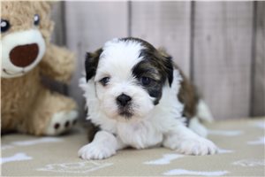 Bianca - puppy for sale