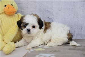Stephanie - Shih Tzu for sale