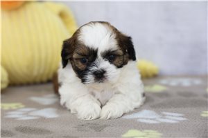 Marrisa - puppy for sale