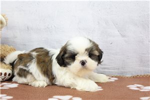 Damien - Shih Tzu for sale
