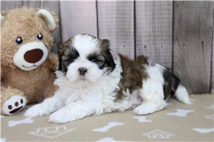 Missy - Shih Tzu for sale