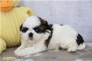 Jessica - puppy for sale