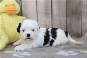 Denver - puppy for sale