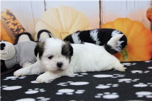 Harlow - Shih Tzu, placed in Fort Wayne