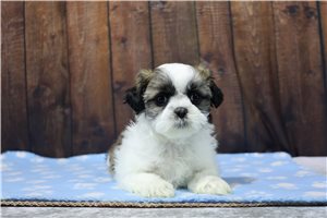 Delaney - puppy for sale