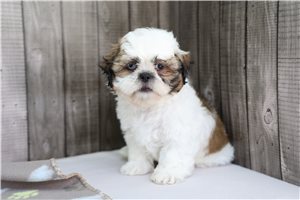 Brent - Shih Tzu for sale