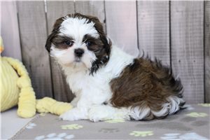 Bard - Shih Tzu for sale