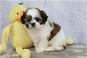 Marrisa - Shih Tzu for sale