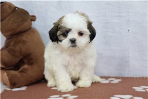 Stephanie - Shih Tzu for sale