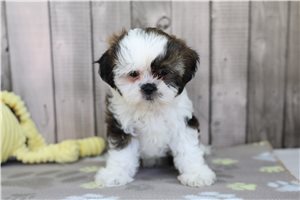 Bianca - Shih Tzu for sale