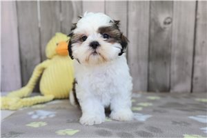 Bernadette - Shih Tzu for sale