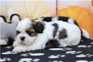 Harley - puppy for sale