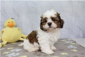 Dallas - Shih Tzu for sale