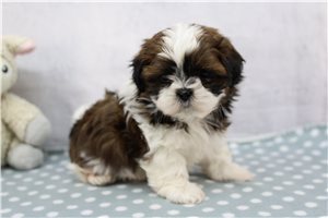 Oliver - Shih Tzu for sale