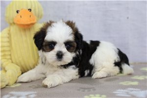 Tyler - Shih Tzu for sale