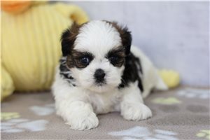 Tyler - puppy for sale