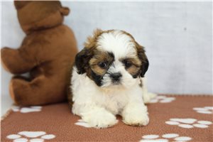 Marrisa - Shih Tzu for sale