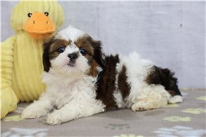 Tori - Shih Tzu for sale