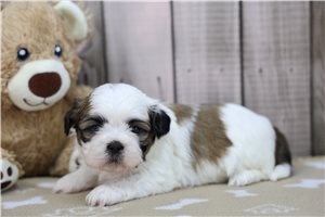Brent - Shih Tzu for sale