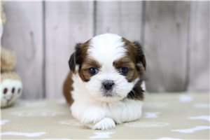Taylor - puppy for sale