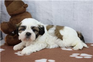 Brent - Shih Tzu for sale