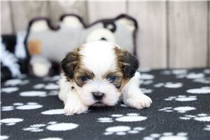 Dallas - Shih Tzu for sale