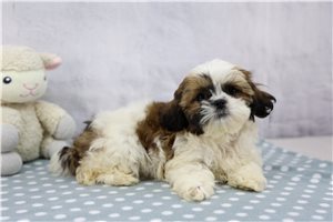 Marrisa - Shih Tzu for sale