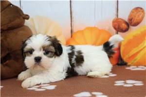 Harley - Shih Tzu for sale
