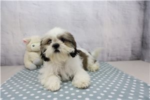 Bernadette - Shih Tzu for sale