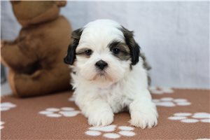 Bernadette - Shih Tzu for sale