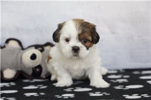 Connie - puppy for sale